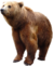 ведмідь