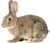 заєць