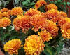 0200ruwi-cc29-512x401.jpg