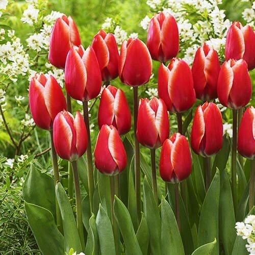 Тюльпан Kelly🌷 - купить луковицы и клубни в Украине недорого | FLORIUM.UA✓