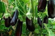 🍆Полезные хитрости по уходу за баклажанами | Дачные хитрости | Яндекс Дзен