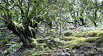 GarajonayNationalpark Lorbeerwald.jpg