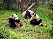 Chengdu-pandas-d10.jpg