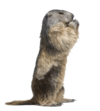 0200sa0d-8630-100x111.png
