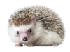 0200sa11-9643-100x74.png