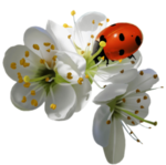 0200sac7-2155-150x149.png