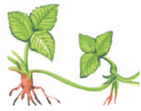 0200scmv-4389-199x156.png