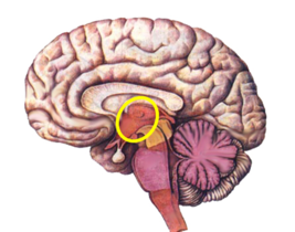 0200scya-b952-225x177.png