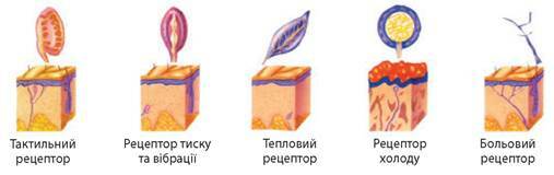 Осязание сложное чувство перечислите какие рецепторы работают при ощупывании например стола