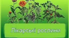 Конспект уроку-проєкту  з природознавства  "Лікарські рослини".