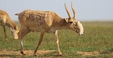Сайгак: описание вида, образ жизни, место обитания – WWF