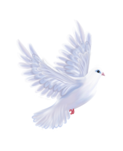 0200sfvs-a5d4-244x300.png