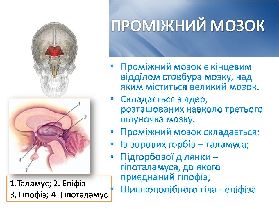 © Copyright Showeet.com
