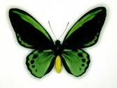 0200snor-c572-259x195.jpg