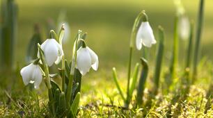 Der Frühling