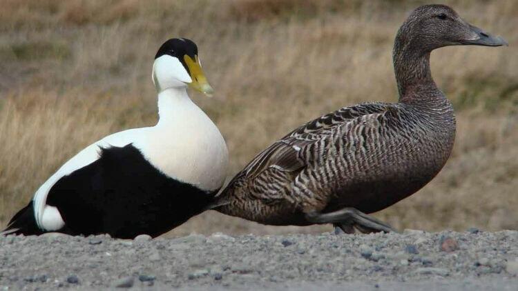 0200spy2-25d7-750x422.jpg