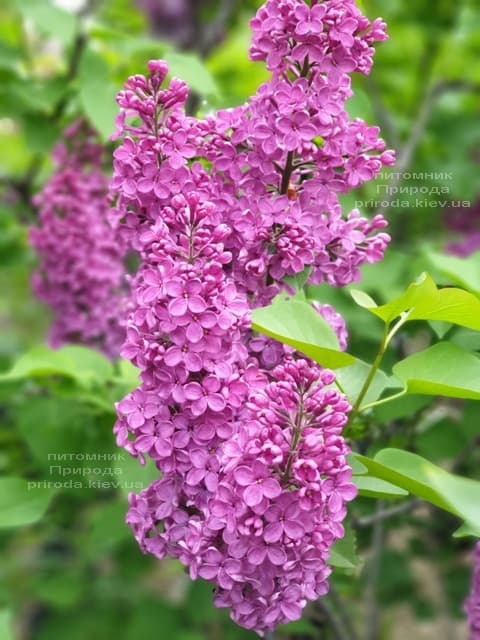 Бузок Індія Купити Київ ціна фото опис Бузку Індія (Syringa vulgaris  Indiya) 150-200 см в горщику 20 л в розпліднику рослин Природа (Priroda)  посадка догляд.