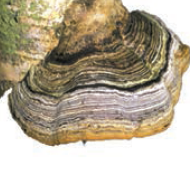 0200ss1z-d300-190x174.png