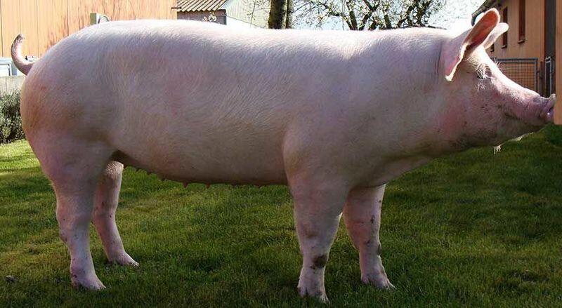 Велика Біла (Британська) | AgroMega.in.ua
