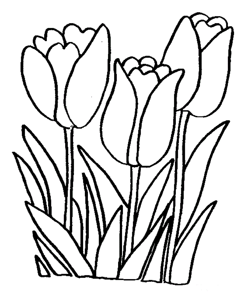 Розфарбування тюльпан