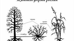 Екологічні групи та життєві форми рослин