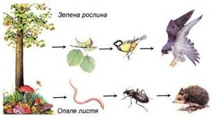 Ланцюги живлення