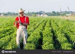 Farmer in pepper fields ⬇ Stock Photo, Image by © fotokostic #131222218