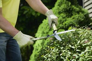 The 1/3 Rule for Pruning Shrubs