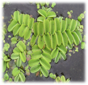 0200sx5e-718e-183x176.png