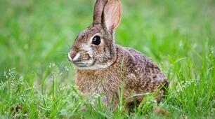 Lesen. Der Hase in der Hecke