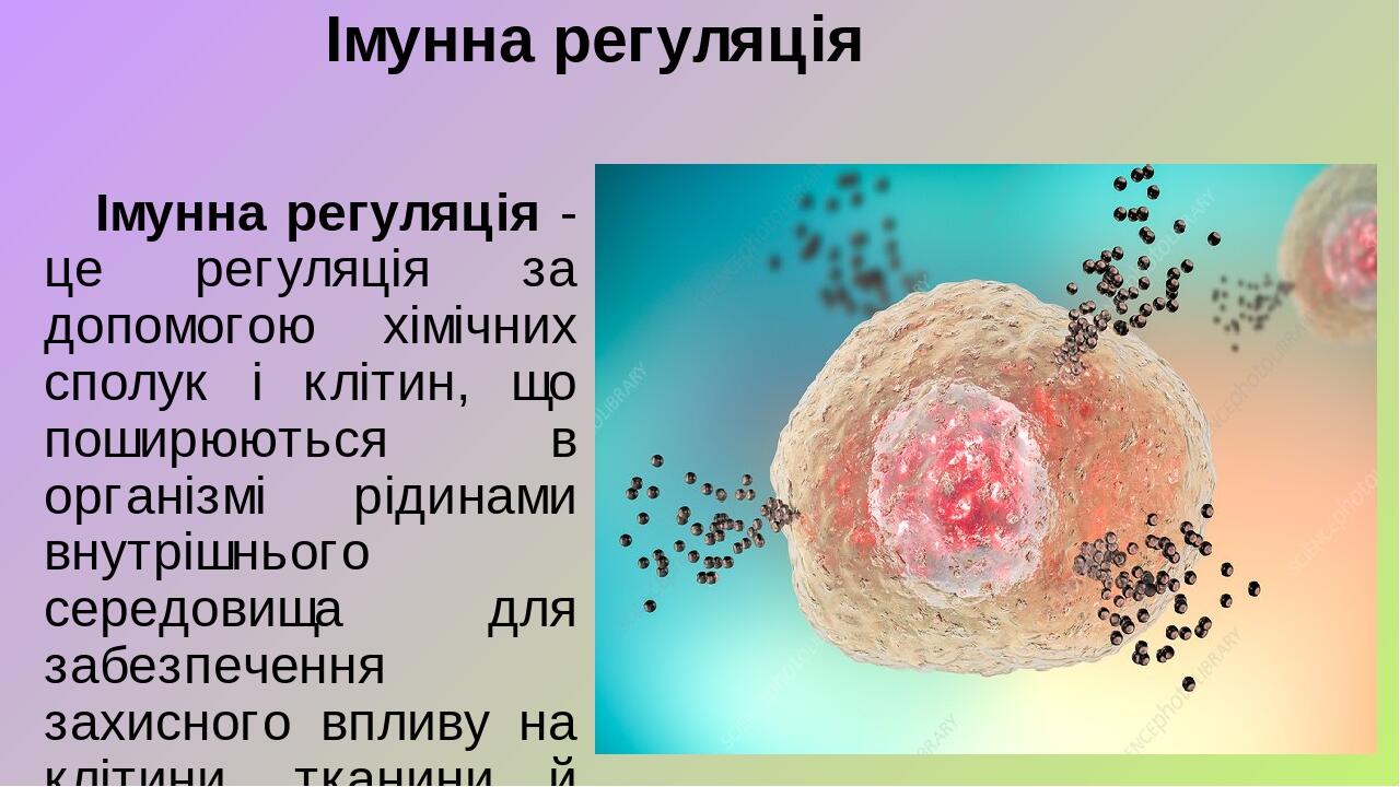 Презентація на тему "Імунна регуляція" | Презентація. Біологія