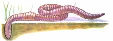 0200t1j4-bb02-225x83.jpg