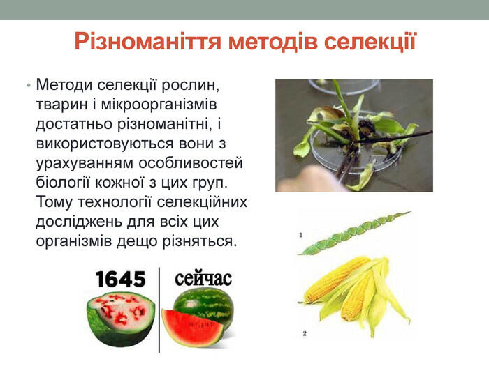 Різноманіття методів селекціїМетоди селекції рослин, тварин і мікроорганізмів достатньо різноманітні, і використовуються вони з урахуванням особливостей біології кожної з цих груп. Тому технології селекційних досліджень для всіх цих організмів дещо різняться.
