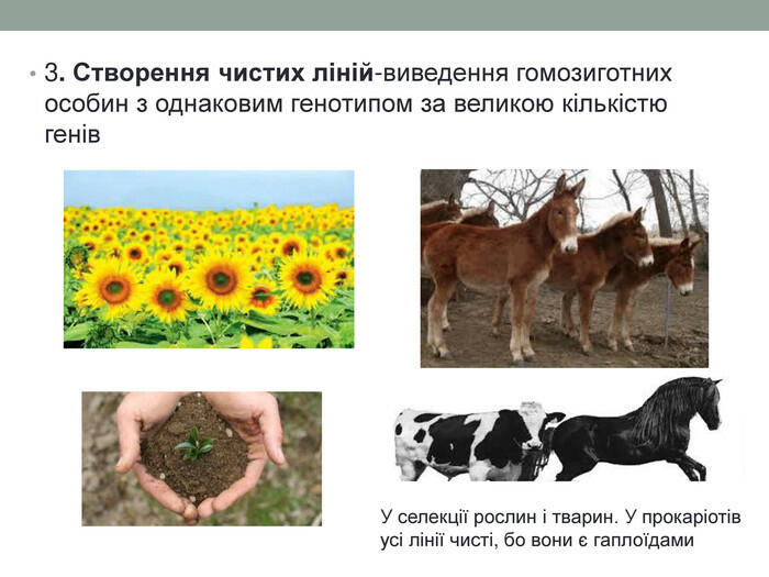 3. Створення чистих ліній-виведення гомозиготних особин з однаковим генотипом за великою кількістю генів. У селекції рослин і тварин. У прокаріотів усі лінії чисті, бо вони є гаплоїдами