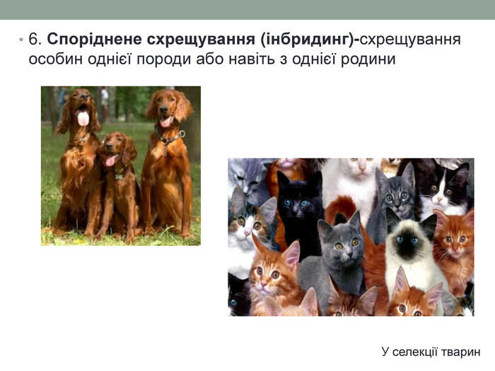 6. Споріднене схрещування (інбридинг)-схрещування особин однієї породи або навіть з однієї родини. У селекції тварин