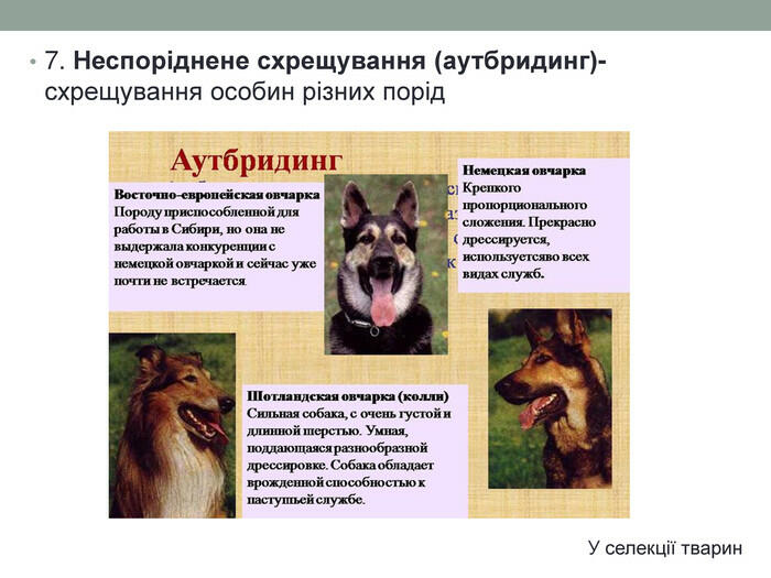 7. Неспоріднене схрещування (аутбридинг)-схрещування особин різних порід. У селекції тварин