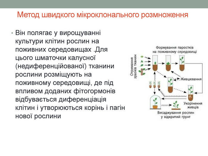 Метод швидкого мікроклонального розмноження. Він полягає у вирощуванні культури клітин рослин на поживних середовищах . Для цього шматочки калусної (недиференційованої) тканини рослини розміщують на поживному середовищі, де під впливом доданих фітогормонів відбувається диференціація клітин і утворюються корінь і пагін нової рослини