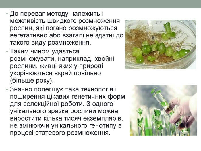 До переваг методу належить і можливість швидкого розмноження рослин, які погано розмножуються вегетативно або взагалі не здатні до такого виду розмноження. Таким чином удається розмножувати, наприклад, хвойні рослини, живці яких у природі укорінюються вкрай повільно (більше року). Значно полегшує така технологія і поширення цікавих генетичних форм для селекційної роботи. З одного унікального зразка рослини можна виростити кілька тисяч екземплярів, не змінюючи унікального генотипу в процесі статевого розмноження.