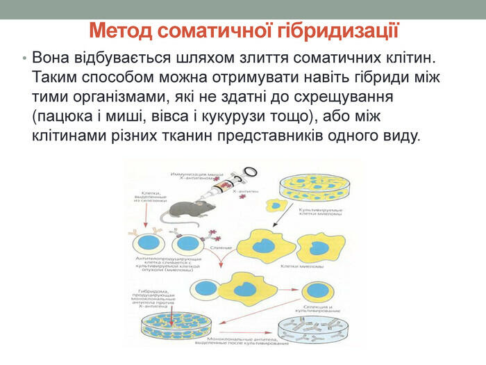 Метод соматичної гібридизаціїВона відбувається шляхом злиття соматичних клітин. Таким способом можна отримувати навіть гібриди між тими організмами, які не здатні до схрещування (пацюка і миші, вівса і кукурузи тощо), або між клітинами різних тканин представників одного виду.