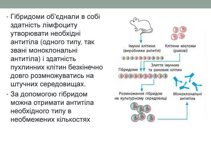 Гібридоми об'єднали в собі здатність лімфоциту утворювати необхідні антитіла (одного типу, так звані моноклональні антитіла) і здатність пухлинних клітин безкінечно довго розмножуватись на штучних середовищах. За допомогою гібридом можна отримати антитіла необхідного типу в необмежених кількостях