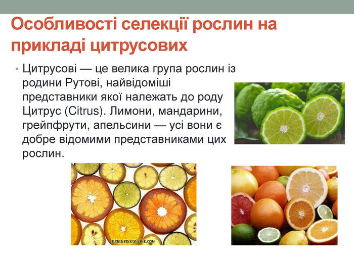 Особливості селекції рослин на прикладі цитрусових. Цитрусові — це велика група рослин із родини Рутові, найвідоміші представники якої належать до роду Цитрус (Citrus). Лимони, мандарини, грейпфрути, апельсини — усі вони є добре відомими представниками цих рослин.