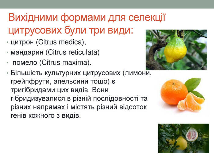 Вихідними формами для селекції цитрусових були три види: цитрон (Citrus medica), мандарин (Citrus reticulata) помело (Citrus maxima). Більшість культурних цитрусових (лимони, грейпфрути, апельсини тощо) є тригібридами цих видів. Вони гібридизувалися в різній послідовності та різних напрямах і містять різний відсоток генів кожного з видів.