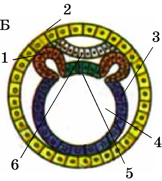 0200t3s6-e0a5-544x608.png