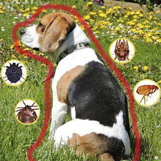Клещи и блохи у собак и кошек: виды, фото и методы удаления блох и клещей у  собак и кошек