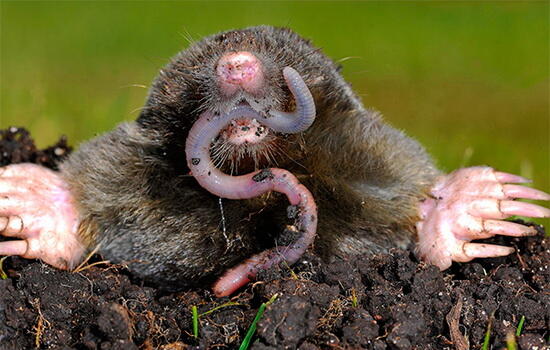 Интересные факты про Крота (Mole) | Интересные факты, мифы, заблуждения