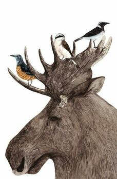 Pin by НеЖнЫй БоБрИк ОлЬкА on открытки | Illustration, Bird illustration,  Animal illustration