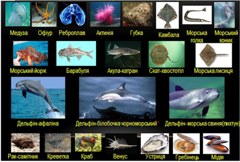 0200t4dt-1272-940x634.png