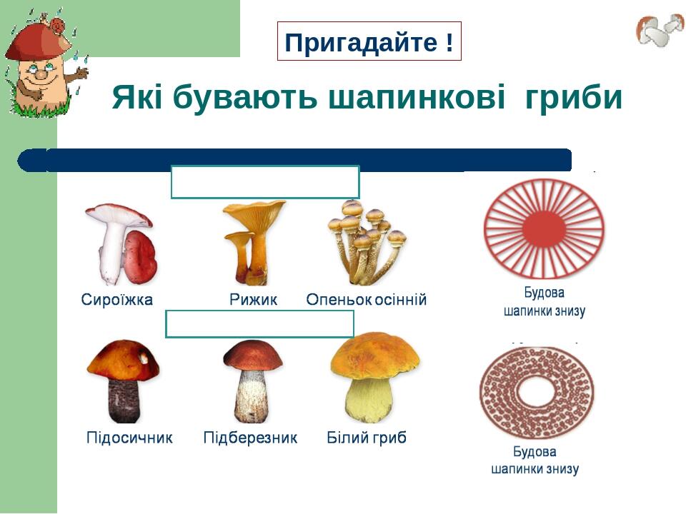 Які бувають шапинкові гриби Пригадайте ! ? ?