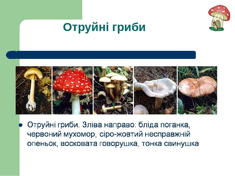 Отруйні гриби