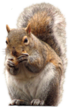 0200t72y-9122-150x231.png